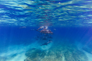 Playful pod of dolphins gliding through clear tropical blue water near the surface, sunlight rippling above and a rocky seafloor below.