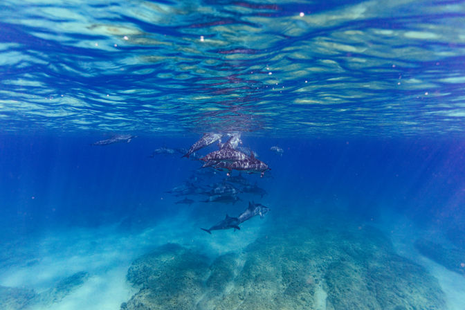 Playful pod of dolphins gliding through clear tropical blue water near the surface, sunlight rippling above and a rocky seafloor below.