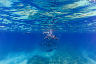 Playful pod of dolphins swimming beneath the sunlit surface in crystal-clear tropical blue water above a rocky seabed