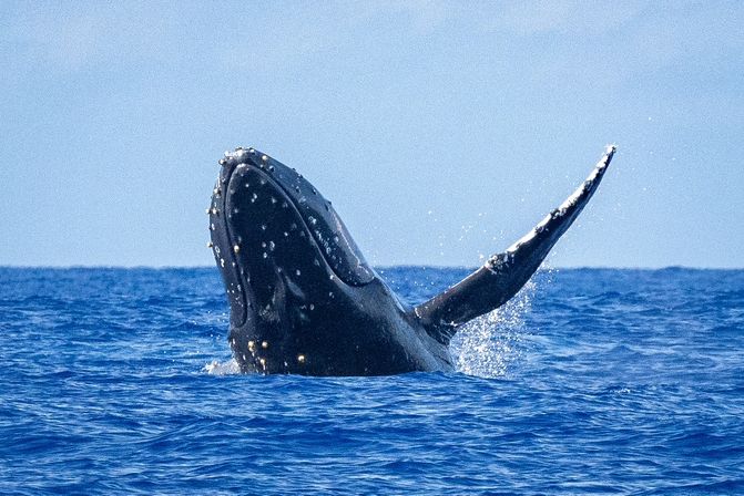 Humpback whale breaching in open blue ocean, head and long pectoral fin rising from the water with barnacles and splashing spray.