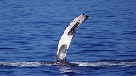 Humpback whale pectoral fin arcing from the calm blue open ocean, white-and-black flipper dripping sparkling water droplets - marine wildlife close-up.