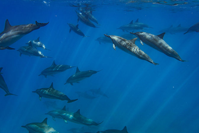 Pod of dolphins gliding through clear blue ocean water with sunbeams streaming down