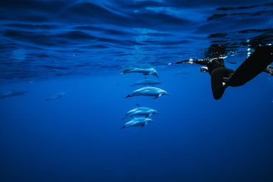 Snorkeler in a wetsuit photographing a playful pod of dolphins gliding beneath the deep-blue open ocean surface