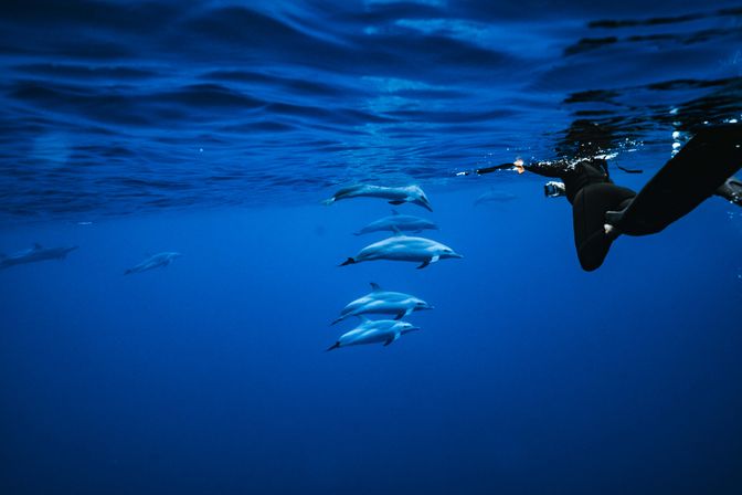 Snorkeler in a wetsuit photographing a playful pod of dolphins gliding beneath the deep-blue open ocean surface