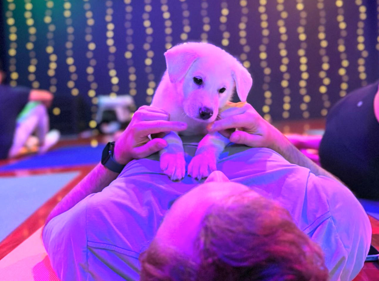 White puppy resting on a person’s chest during an indoor puppy-yoga/relaxation session with purple-pink lighting and hanging fairy lights in the background.