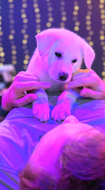White puppy resting on a person’s chest during an indoor puppy-yoga/relaxation session with purple-pink lighting and hanging fairy lights in the background.