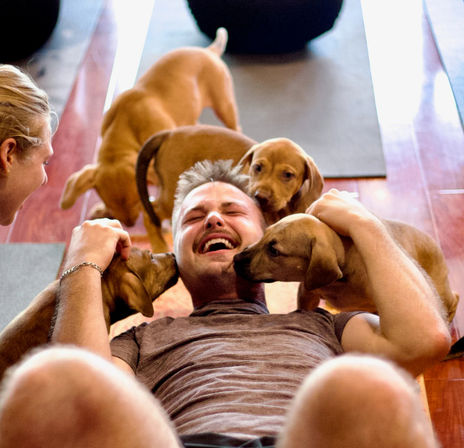 Man lying on a wooden floor laughing as four playful brown puppies lick and nuzzle his face, with a smiling woman nearby.