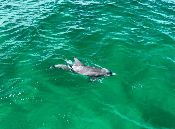 Playful bottlenose dolphin swimming at the surface of clear emerald-green ocean water, aerial view with rippling waves.