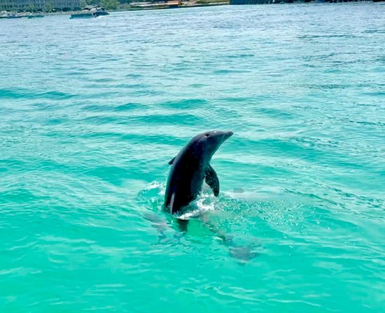 Playful dolphin leaping from clear turquoise coastal water with splashes and boats along the distant shoreline.
