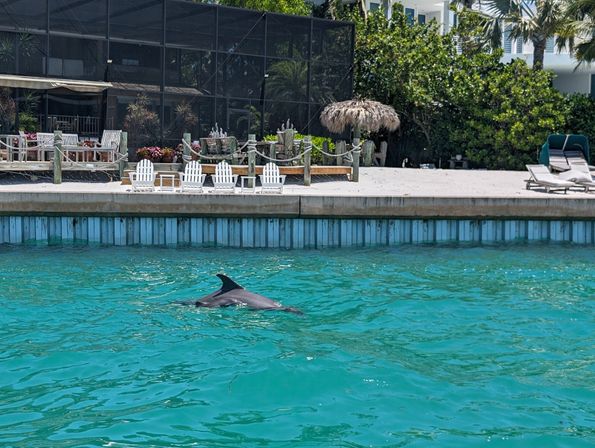 Dolphin surfacing in turquoise coastal water beside a private waterfront dock with white Adirondack chairs, a thatched tiki umbrella and palm trees