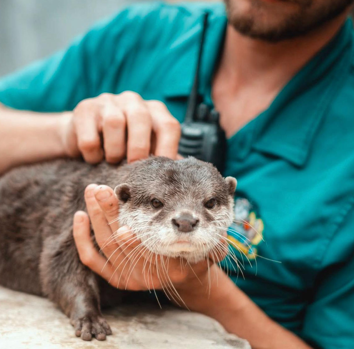 Close-up of a small-clawed otter cradled by a teal-clad animal keeper, showing its whiskered face, tiny paws and curious expression.