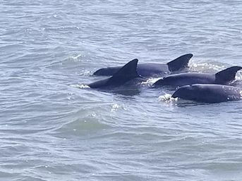 Playful pod of dolphins surfacing in coastal blue-gray ocean, several dorsal fins breaking the choppy water.