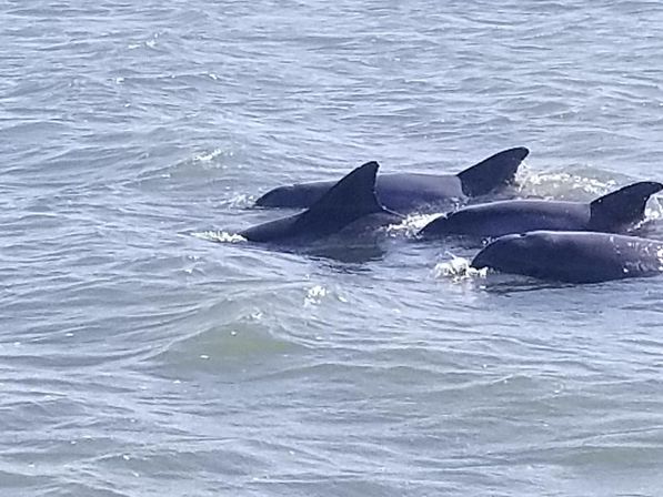 Playful pod of dolphins surfacing in coastal blue-gray ocean, several dorsal fins breaking the choppy water.