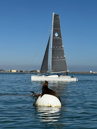 Playful sea lion lounging on a white buoy in a calm coastal harbor as a white sailboat with a tall black sail glides by under a clear blue sky.