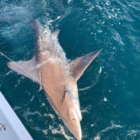 Destin / 30a’s Offshore Fishing Charter Boat image 11