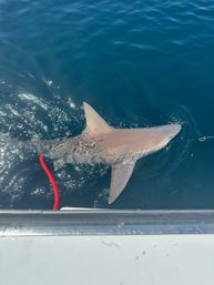 Destin / 30a’s Offshore Fishing Charter Boat image 15