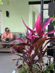 Close-up of a vibrant pink-and-purple tropical plant on a relaxed outdoor patio with a mint-green wall, wicker sofa, coffee table and a casually seated man in sunglasses blurred in the background