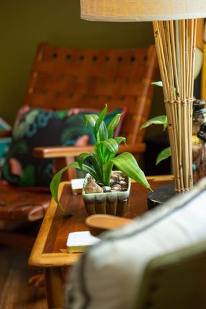 Small green potted plant in a ceramic planter on a wooden side table beside a bamboo lamp in a cozy living room corner with a woven leather chair and patterned cushion.