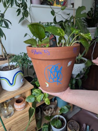 Hand holding a decorated terracotta pot with a variegated pothos cutting, blue doodles and “Ostara ’25” marker writing, set among other indoor plants on a wooden plant shelf
