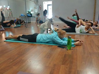 Playful small white goat stands on a participant’s back during a group goat yoga class in a bright indoor yoga studio, people stretching on mats on a wooden floor with mirrors and water bottles nearby.