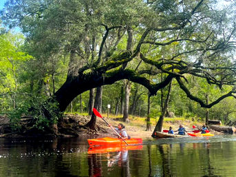 Group paddling bright orange kayaks and a canoe along a calm forest river beneath a moss-covered, arching live oak with exposed roots