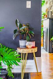 Stylish indoor corner: rubber plant in a gray pot atop a chunky wooden side table with gold hairpin legs against a dark gray wall, large green leaves and warm hardwood floor.