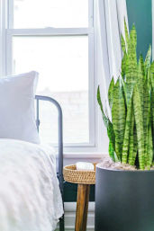 Cozy sunlit bedroom corner with white bedding, a wicker bedside table and tall snake plant in a gray planter beside a window.