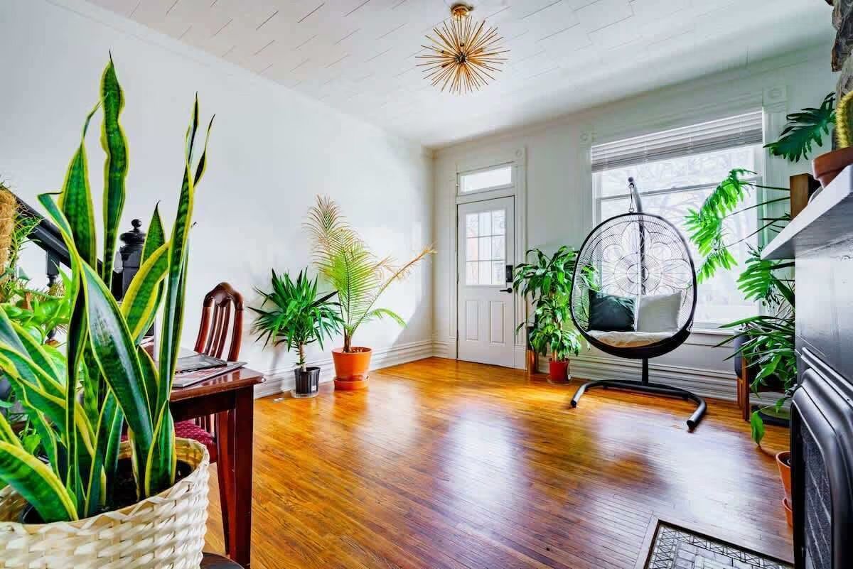 Sunny modern living room with polished hardwood floors, white walls, midcentury starburst light, a hanging rattan egg chair by a large window, and assorted potted houseplants in woven baskets.