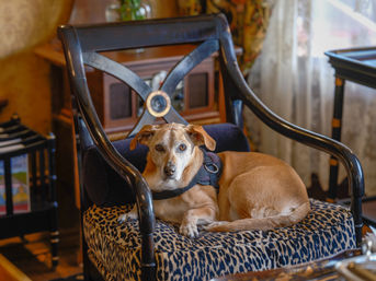 The Charles Napa Valley - Inclusive & Artfully Designed Boutique Hotel in Downtown Napa image 8