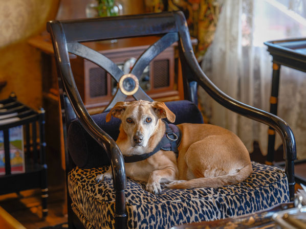 The Charles Napa Valley - Inclusive & Artfully Designed Boutique Hotel in Downtown Napa image 8