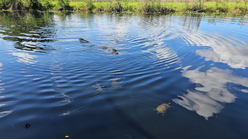 Alligator gliding through a calm freshwater pond past three turtles, grassy shoreline and cloud reflections